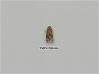 藏品(夜蛾科)的圖片